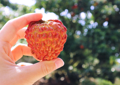 【檔期結束】高雄荔枝大集合