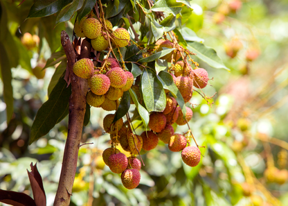 【檔期結束】高雄荔枝大集合