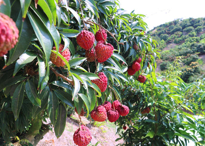 【檔期結束】高雄荔枝大集合