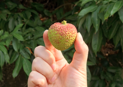 【檔期結束】高雄荔枝大集合