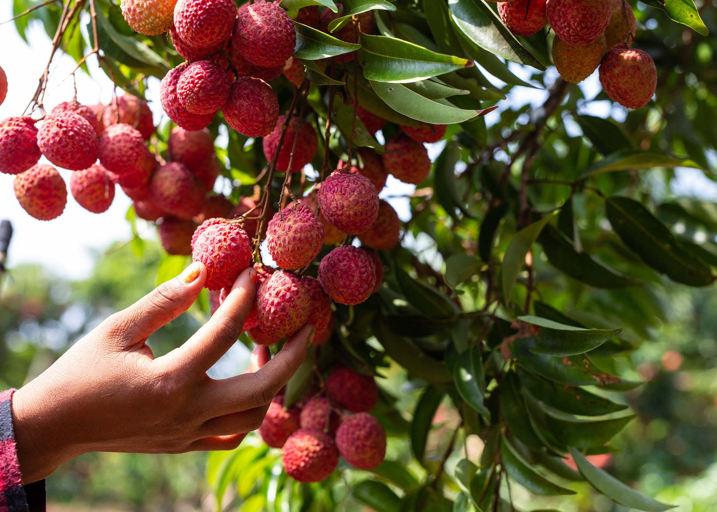 【檔期結束】高雄荔枝大集合