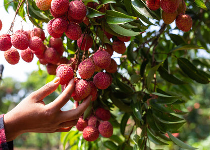 【檔期結束】高雄荔枝大集合