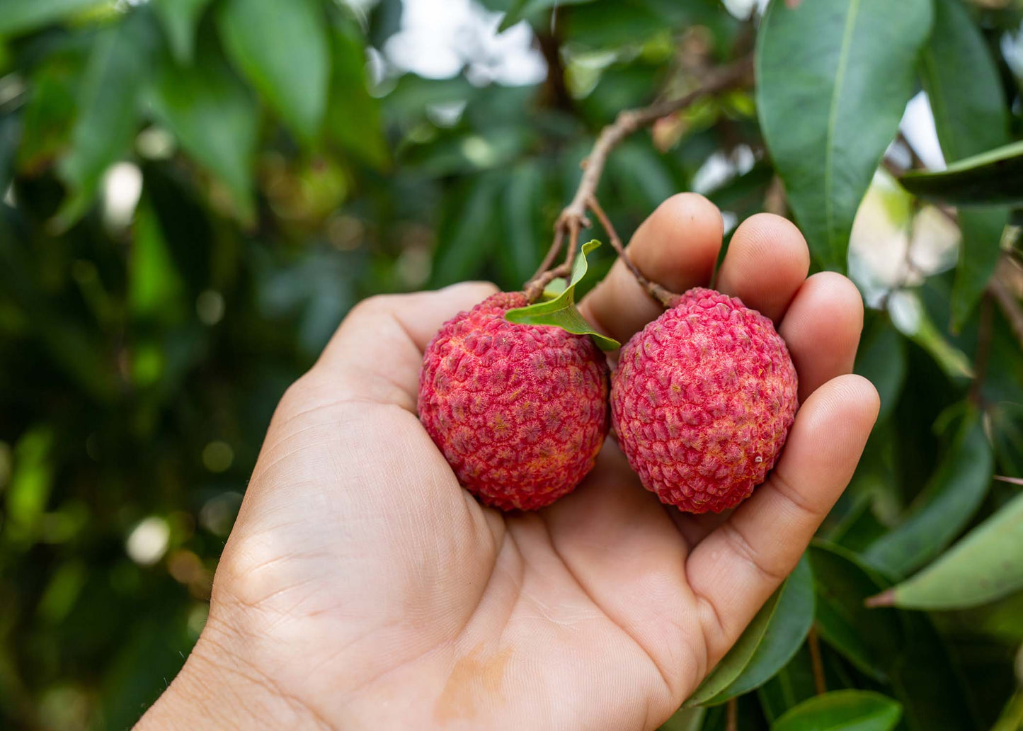 【檔期結束】高雄荔枝大集合