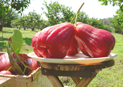 【檔期結束】黑糖芭比蓮霧
