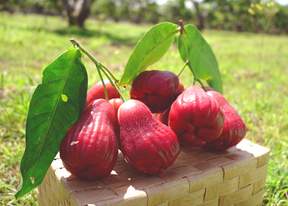 【檔期結束】黑糖芭比蓮霧